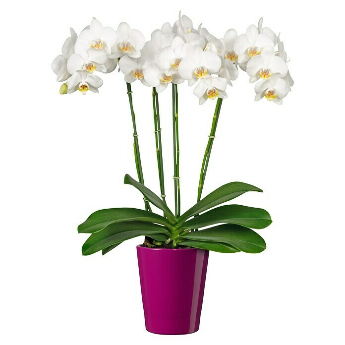 SK Tegla za orhideju Merina Candy (Ø x V: 14 x 15 cm, Kupina, Sjajno)