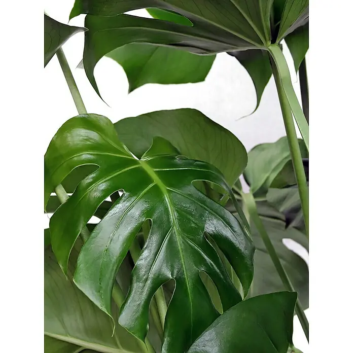 Piardino FensterblattMonstera deliciosa, Topfgröße: 30 cm - Nahaufnahme einer Monstera-Pflanze mit ihren charakteristischen, geschlitzten Blättern, die das üppige Grün und die Textur der Pflanze hervorheben.