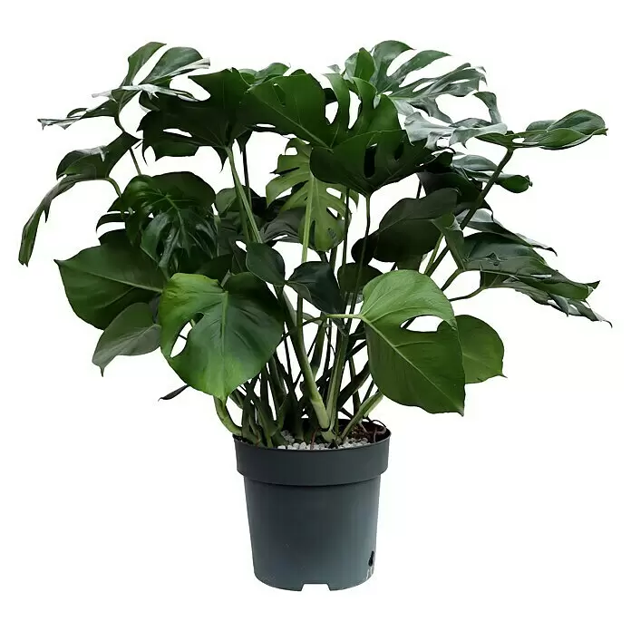 Piardino FensterblattMonstera deliciosa, Topfgröße: 30 cm