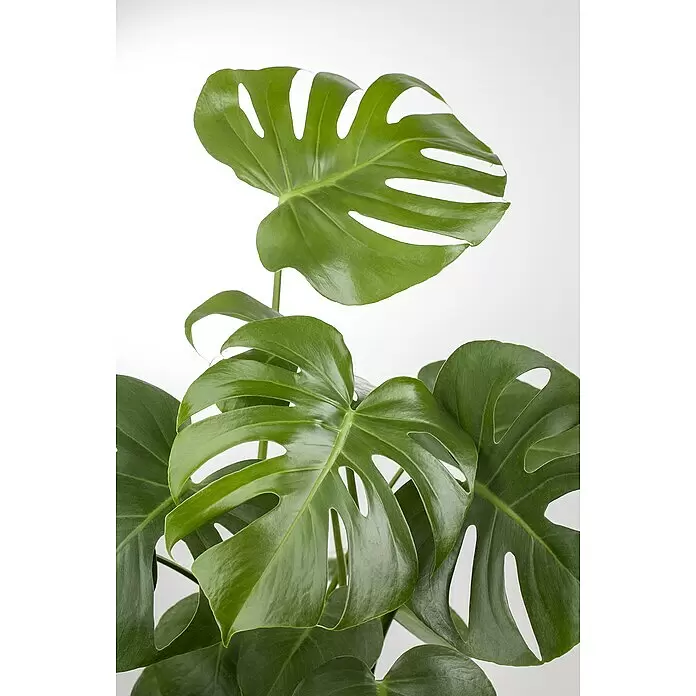 Piardino FensterblattMonstera deliciosa, Topfgröße: 30 cm