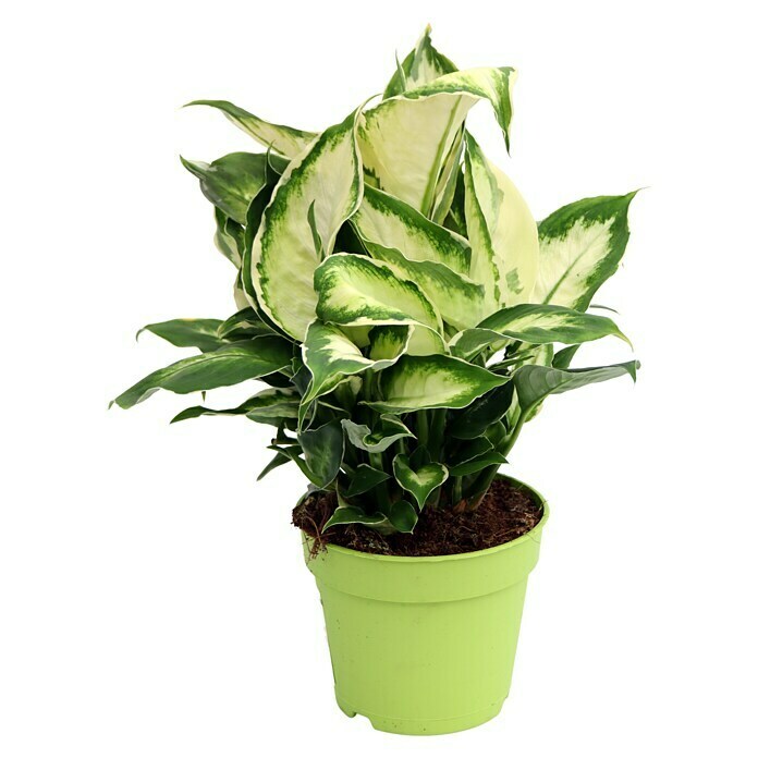 Piardino Dieffenbachie (Dieffenbachia maculata 'Cool Beauty', Topfgröße: 12 cm, Cremeweiß/Dunkelgrün) | BAUHAUS