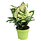 Piardino Dieffenbachie (Dieffenbachia maculata 'Cool Beauty', Topfgröße: 12 cm, Cremeweiß/Dunkelgrün) | BAUHAUS