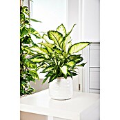 Piardino Dieffenbachie (Dieffenbachia maculata 'Cool Beauty', Topfgröße: 12 cm, Cremeweiß/Dunkelgrün) | BAUHAUS