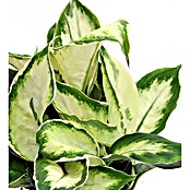 Piardino Dieffenbachie (Dieffenbachia maculata 'Cool Beauty', Topfgröße: 12 cm, Cremeweiß/Dunkelgrün) | BAUHAUS