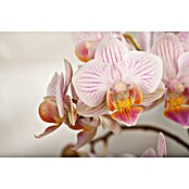 Piardino Schmetterlingsorchidee (Phalaenopsis Hybride, Orangerosa, Anzahl Triebe: 2 Stk., Aufrecht) | BAUHAUS