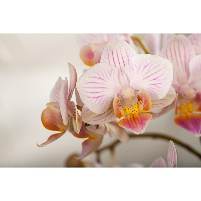 Piardino SchmetterlingsorchideePhalaenopsis Hybride, Orangerosa, Anzahl Triebe: 2 Stk. Detail Shot