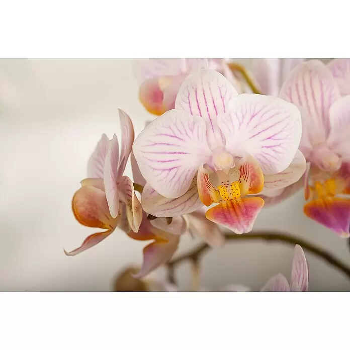 Piardino SchmetterlingsorchideePhalaenopsis Hybride, Orangerosa, Anzahl Triebe: 2 Stk., Aufrecht