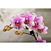 Piardino Schmetterlingsorchidee Dots Pink (Phalaenopsis Midi, Topfgröße: 9 cm, Rosa/Weiß/Hellgelb/Dunkelrot/Pink, Aufrecht) | BAUHAUS