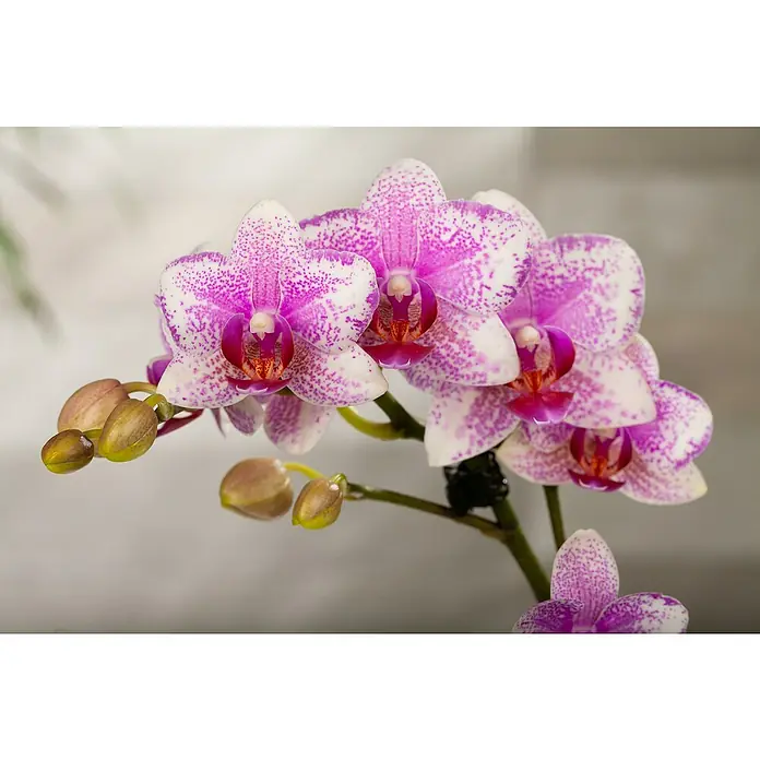 Piardino SchmetterlingsorchideePhalaenopsis Hybride, Orangerosa, Anzahl Triebe: 2 Stk., Aufrecht - Nahaufnahme von einer eleganten, rosa-weiß gesprenkelten Orchidee, die die zarte Schönheit und komplexe Details der Blüte hervorhebt.