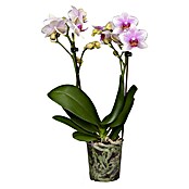 Piardino Schmetterlingsorchidee Dots Pink (Phalaenopsis Midi, Topfgröße: 9 cm, Rosa/Weiß/Hellgelb/Dunkelrot/Pink, Aufrecht) | BAUHAUS