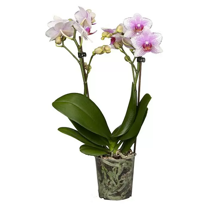 Piardino SchmetterlingsorchideePhalaenopsis Hybride, Orangerosa, Anzahl Triebe: 2 Stk., Aufrecht