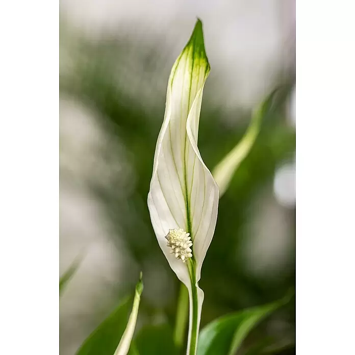 Piardino Einblatt - Spathiphyllum floribundum, Topfgröße: 17 cm - Detailaufnahme
