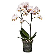 Piardino Schmetterlingsorchidee (Phalaenopsis Hybride, Orangerosa, Anzahl Triebe: 2 Stk., Aufrecht) | BAUHAUS