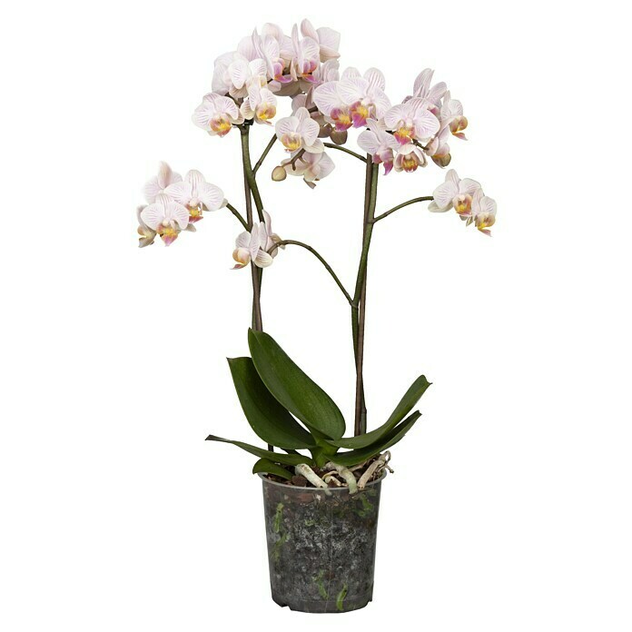 Piardino SchmetterlingsorchideePhalaenopsis Hybride, Orangerosa, Anzahl Triebe: 2 Stk. Front View