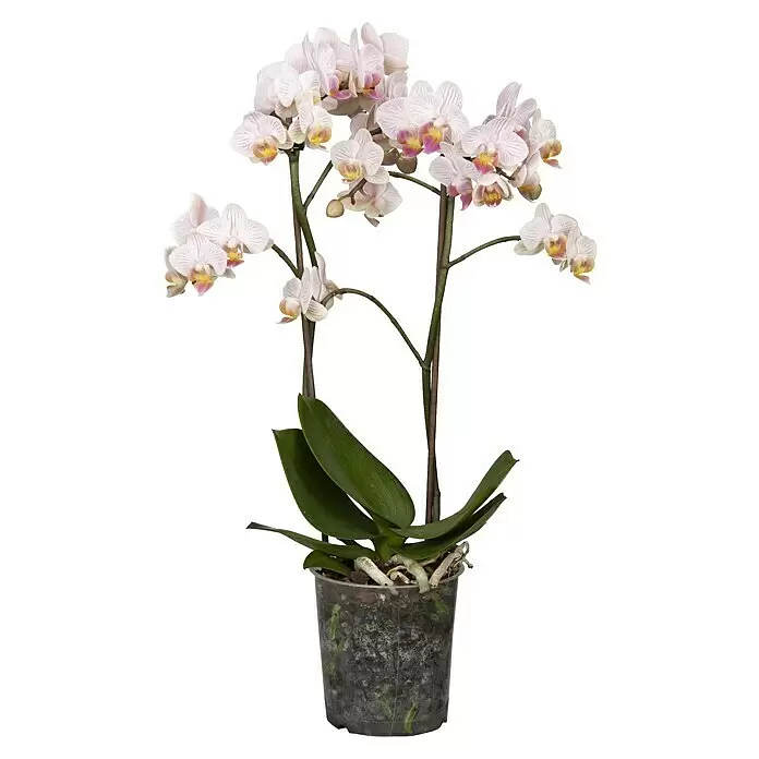 Piardino SchmetterlingsorchideePhalaenopsis Hybride, Orangerosa, Anzahl Triebe: 2 Stk., Aufrecht