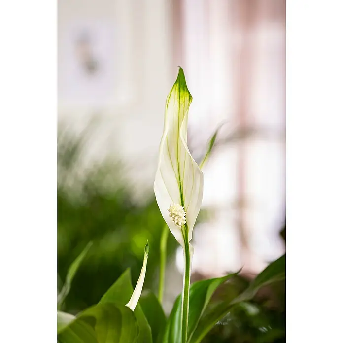 Piardino Einblatt - Spathiphyllum floribundum, Topfgröße: 17 cm - Nahaufnahme einer eleganten, blühenden Zimmerpflanze, deren weiße Blüte einen ruhigen und friedlichen Akzent setzt.