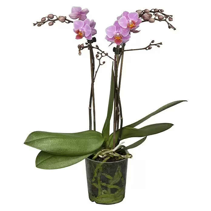 Piardino SchmetterlingsorchideePhalaenopsis Hybride, Orangerosa, Anzahl Triebe: 2 Stk., Aufrecht