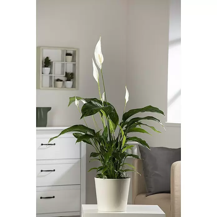 Piardino Einblatt - Spathiphyllum floribundum, Topfgröße: 17 cm - Stimmungsaufnahme
