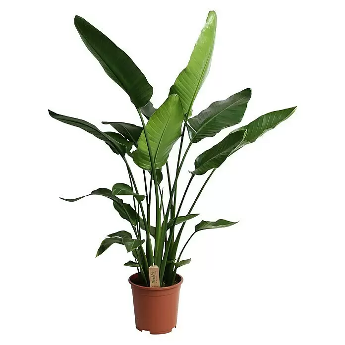 Piardino BaumstrelitzieStrelitzia nicolai, Topfgröße: 35 cm