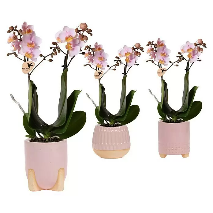 Piardino SchmetterlingsorchideePhalaenopsis Hybride, Orangerosa, Anzahl Triebe: 2 Stk., Aufrecht