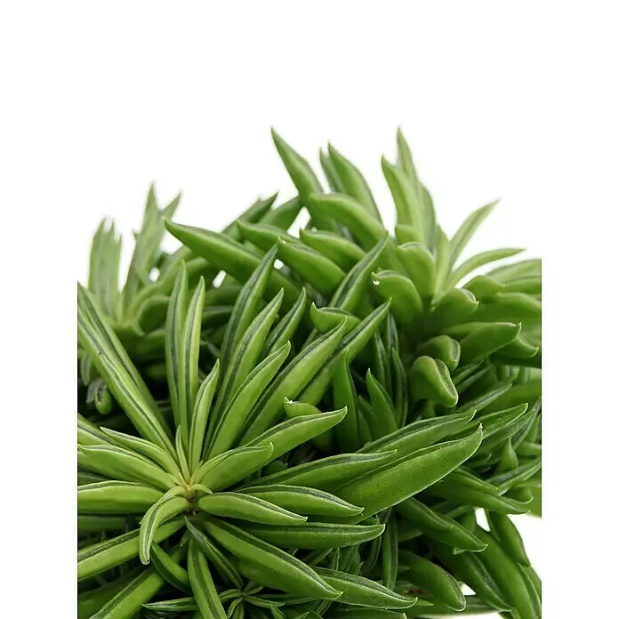 Piardino Zwergpfeffer - Peperomia ferreyrae 'Happy Bean', Topfgröße: 12 cm, Grün - Nahaufnahme einer leuchtend grünen Sukkulente mit schlanken, fleischigen Blättern.