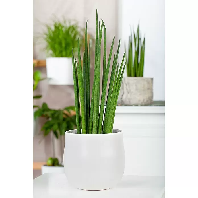 Piardino Bogenhanf Mikado - Sansevieria cylindrica Mikado, Gelb-Grün - Stimmungsaufnahme