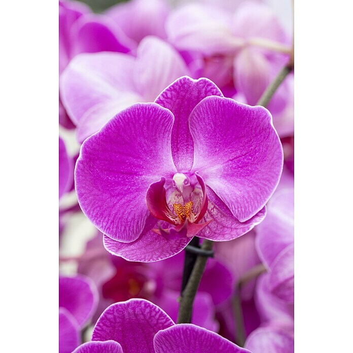 Piardino Schmetterlingsorchidee Mutter mit Kind (Phalaenopsis x Hybride, Topfgröße: 12 cm, Rosa, Anzahl Triebe: 2)