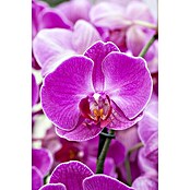 Piardino Schmetterlingsorchidee Mutter mit Kind (Phalaenopsis x Hybride, Topfgröße: 12 cm, Rosa, Anzahl Triebe: 2)