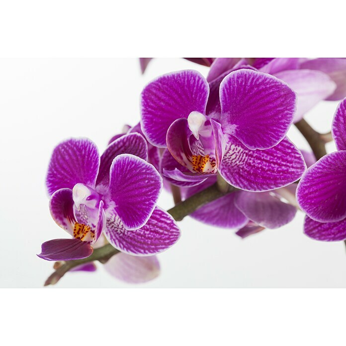 Piardino Schmetterlingsorchidee Mutter mit Kind (Phalaenopsis x Hybride, Topfgröße: 12 cm, Rosa, Anzahl Triebe: 2)
