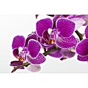 Piardino Schmetterlingsorchidee Mutter mit Kind (Phalaenopsis x Hybride, Topfgröße: 12 cm, Rosa, Anzahl Triebe: 2)