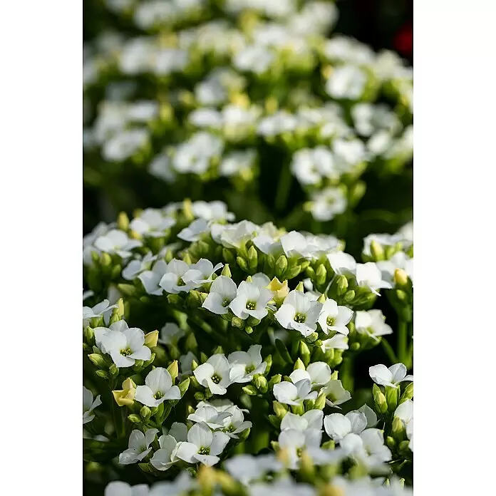 Piardino Flammendes Käthchen - Kalanchoe blossfeldiana, Topfgröße: 10 cm, Weiß - Nahaufnahme zahlreicher weißer Blüten mit grünem Laub und gelben Zentren in voller Blüte.