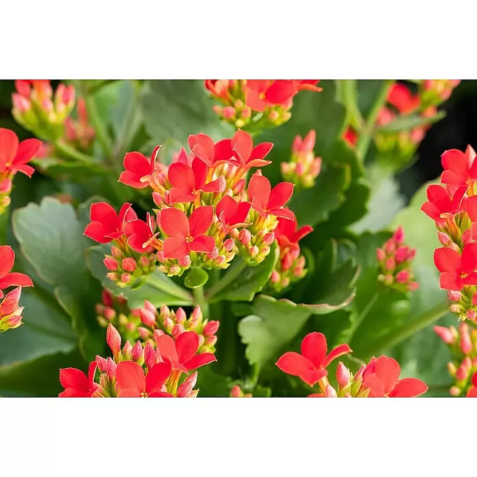 Piardino Flammendes Käthchen - Kalanchoe blossfeldiana, Topfgröße: 10 cm, Rot - Detailaufnahme