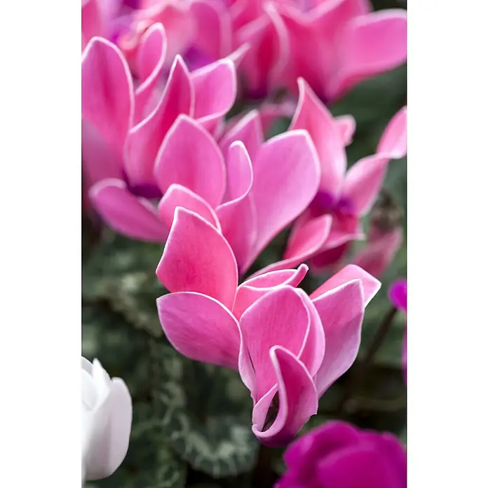 Piardino Zimmer-Alpenveilchen - Cyclamen persicum, Topfgröße: 10 cm, Rosa - Nahaufnahme von leuchtend rosa Alpenveilchenblüten mit zarten weißen Rändern, die ihre elegante Form hervorheben.