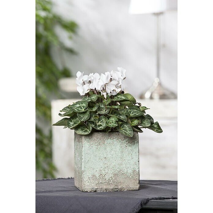 Piardino Zimmer-Alpenveilchen (Cyclamen persicum, Topfgröße: 13 cm, Weiß)