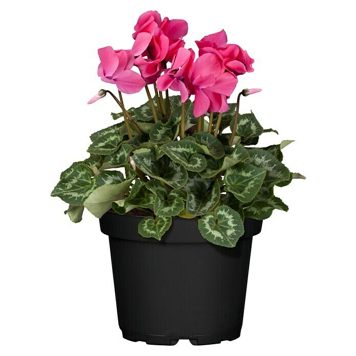 Piardino Zimmer-Alpenveilchen (Cyclamen persicum, Topfgröße: 10 cm, Rosa) | BAUHAUS