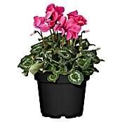 Piardino Zimmer-Alpenveilchen (Cyclamen persicum, Topfgröße: 10 cm, Rosa) | BAUHAUS