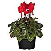 Piardino Zimmer-Alpenveilchen (Cyclamen persicum, Topfgröße: 10 cm, Rot) | BAUHAUS