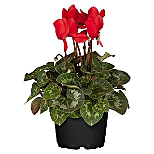 Piardino Zimmer-Alpenveilchen (Cyclamen persicum, Topfgröße: 10 cm, Rot)