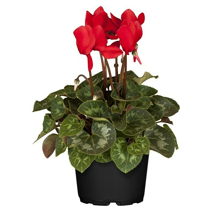 Piardino Zimmer-AlpenveilchenCyclamen persicum, Topfgröße: 10 cm, Rot Front View