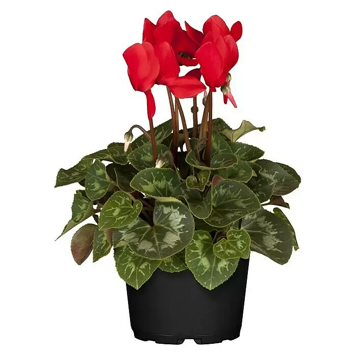 Piardino Zimmer-AlpenveilchenCyclamen persicum, Topfgröße: 10 cm, Rot