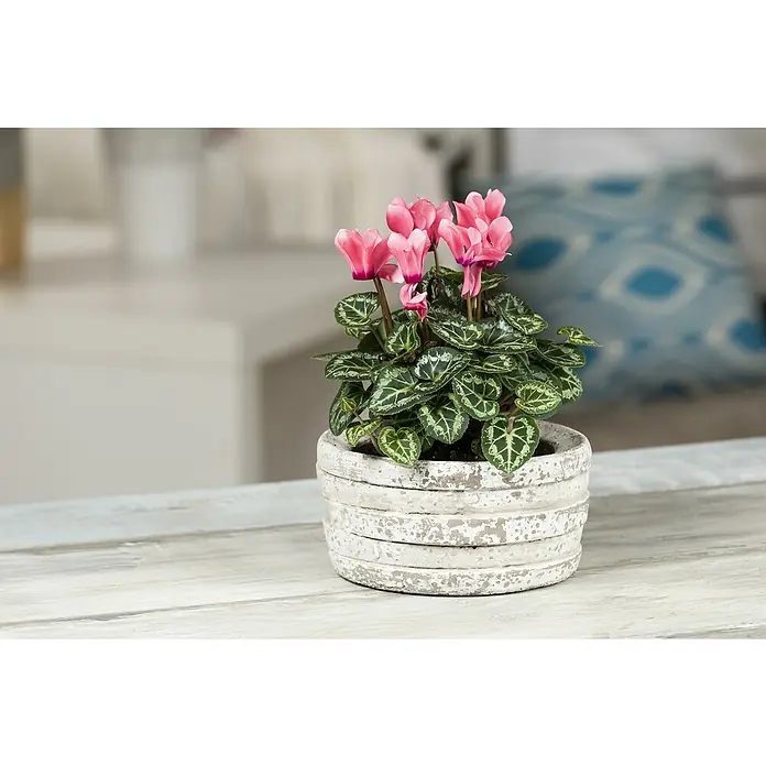 Piardino Zimmer-Alpenveilchen - Cyclamen persicum, Topfgröße: 10 cm, Rosa - Ein bezaubernder rosa blühender Alpenveilchen im Topf mit dekorativem, verwittertem Finish, der eine ruhige und natürliche Atmosphäre schafft.