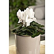 Piardino Zimmer-Alpenveilchen (Cyclamen persicum, Topfgröße: 10 cm, Weiß) | BAUHAUS