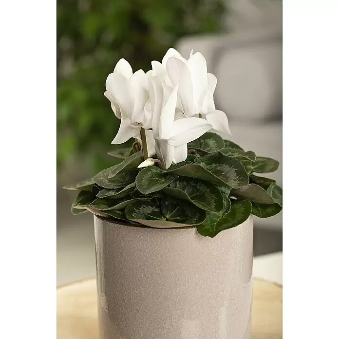 Piardino Zimmer-Alpenveilchen - Cyclamen persicum, Topfgröße: 10 cm, Weiß - Weiße Alpenveilchenpflanze mit dunkelgrünen Blättern in einem hellgrauen Topf mit Rissmuster.