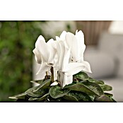 Piardino Zimmer-Alpenveilchen (Cyclamen persicum, Topfgröße: 10 cm, Weiß) | BAUHAUS