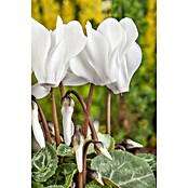 Piardino Zimmer-Alpenveilchen (Cyclamen persicum, Topfgröße: 10 cm, Weiß) | BAUHAUS