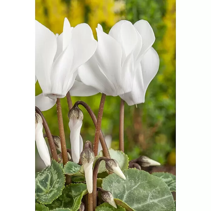 Piardino Zimmer-Alpenveilchen - Cyclamen persicum, Topfgröße: 10 cm, Weiß - Weiße Alpenveilchenblüten in voller Blüte mit Knospen und gemusterten Blättern.