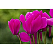 Piardino Zimmer-Alpenveilchen (Cyclamen persicum, Topfgröße: 10 cm, Lila) | BAUHAUS