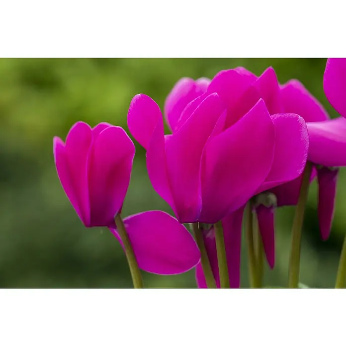Piardino Zimmer-Alpenveilchen - Cyclamen persicum, Topfgröße: 10 cm, Lila - Nahaufnahme von leuchtend pinkfarbenen Alpenveilchenblüten vor verschwommenem Grün.