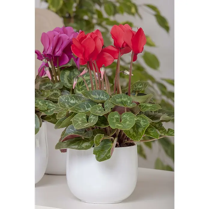 Piardino Zimmer-AlpenveilchenCyclamen persicum, Topfgröße: 10 cm, Rot - Nahaufnahme von roten und pinkfarbenen Alpenveilchen in weißen Töpfen, die die leuchtenden Blüten und das detailreiche Laub hervorheben.