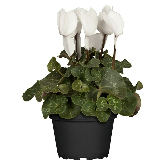 Piardino Zimmer-Alpenveilchen (Cyclamen persicum, Topfgröße: 10 cm, Weiß) | BAUHAUS